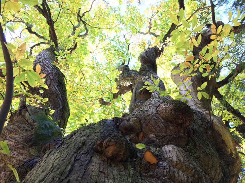 Looking up into the branches of a massive ancient sweet chestnut tree, with the sun lighting up the bright green foliage.