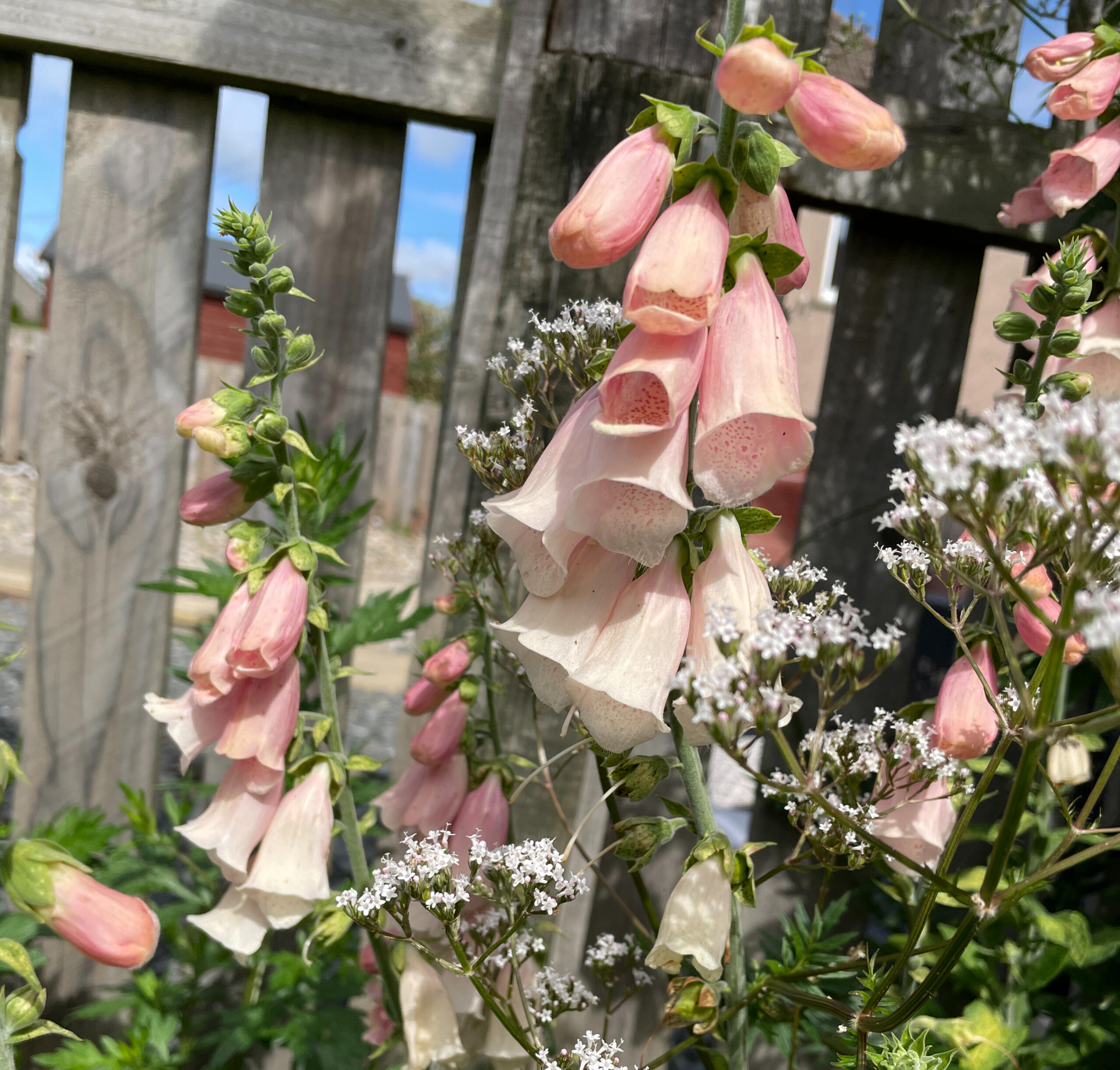Photo looking up the wall of a ruined castle in the sunshine. A bright pink thistle is growing out of the wall on a ledge partway up.