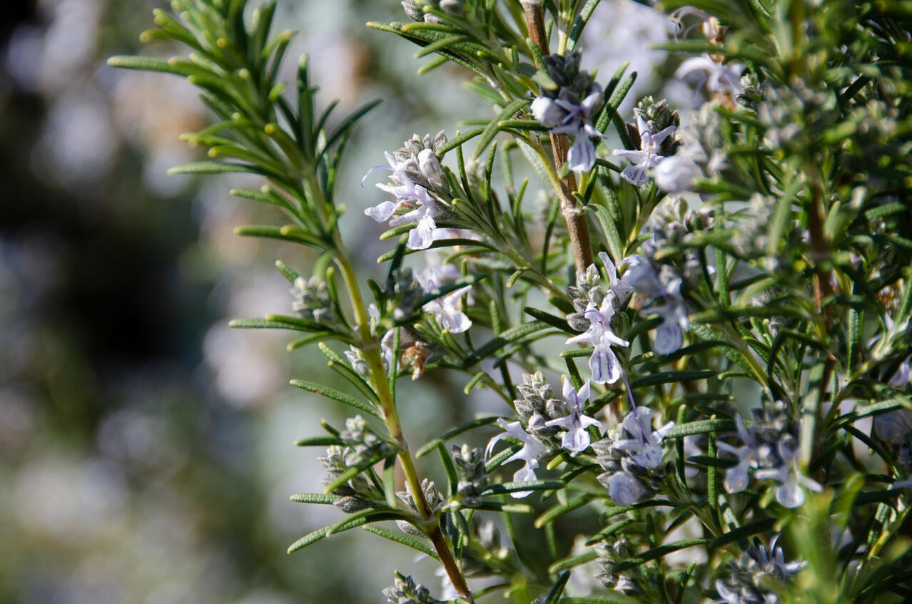 Close-up photo of rosemary in flower. Rosemary traditionally symbolises remembrance.