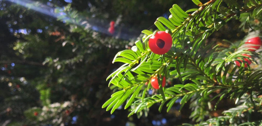 Close up of yew branches with red berries and the sun shining on them.