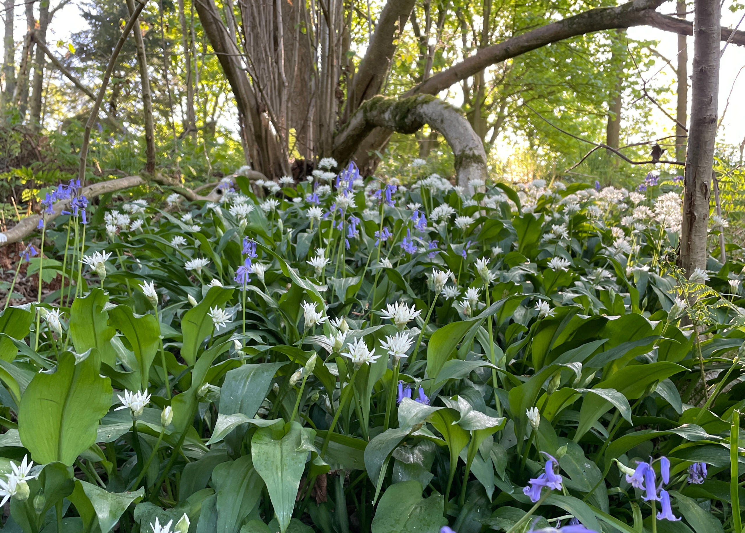 Wild garlic and bluebells flowering in a woodland with soft sunlight filtering in through the trees behind them.